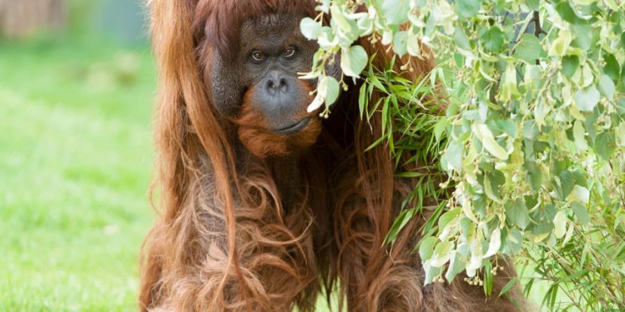 HANDOUT - Das Orang-Utan-Männchen «Vladimir» ist im Alter von fast 50 Jahren im Tiergarten Schönbrunn eingeschläfert worden. Foto: Daniel Zupanc/TIERGARTEN SCHÖNBRUNN/dpa/Archiv - ACHTUNG: Nur zur redaktionellen Verwendung im Zusammenhang mit der aktuellen Berichterstattung und nur mit vollständiger Nennung des vorstehenden Credits