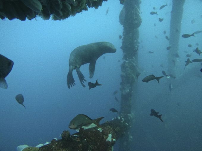 Ein Seelöwe im Meer von Peru. Seelöwe