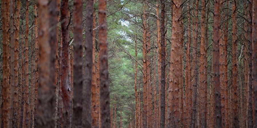 Der Zustand der Wälder in Deutschland blieb 2022 nach neuen bundesweiten Daten angespannt.