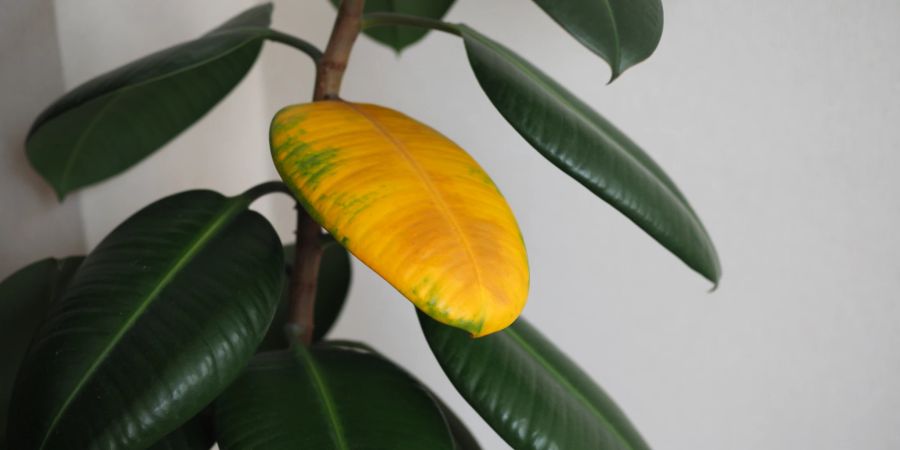 Ficus Blatt Gelb