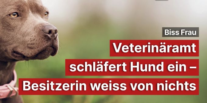 Biss Frau - Veterinäramt schläfert Hund ein – Halterin weiss von nichts Biss Frau - Veterinäramt schläfert Hund ein – Halterin weiss von nichts