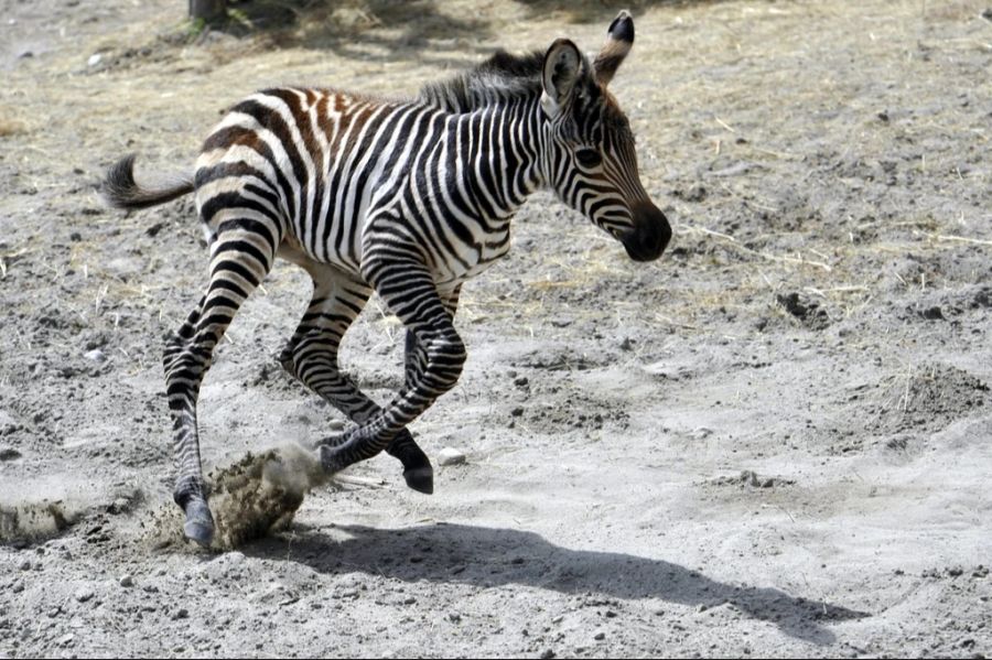 Bei einer neuen Studie zeigt sich, dass die Tiere aber ein anderes Lebewesen viel stärker fürchten.