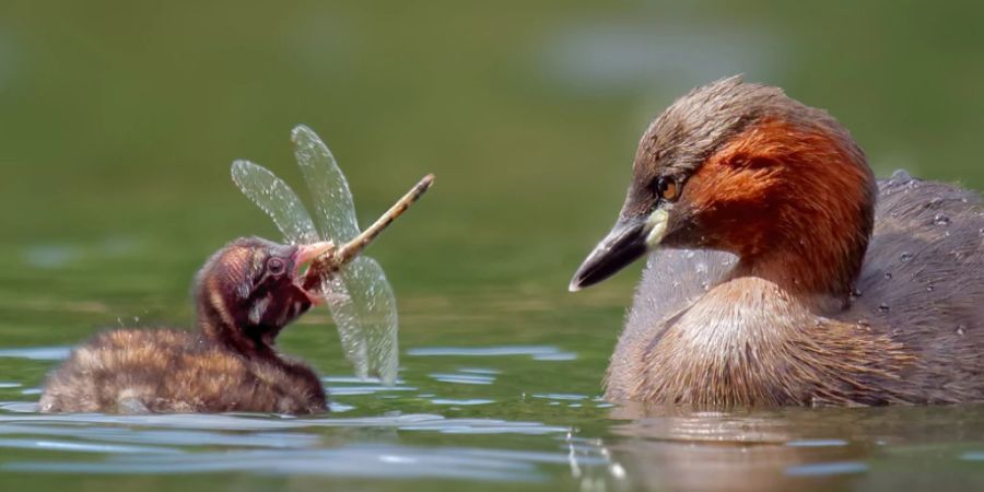 Birdlife Schweiz hat den Zwergtaucher zum Vogel des Jahres 2024 ernannt.