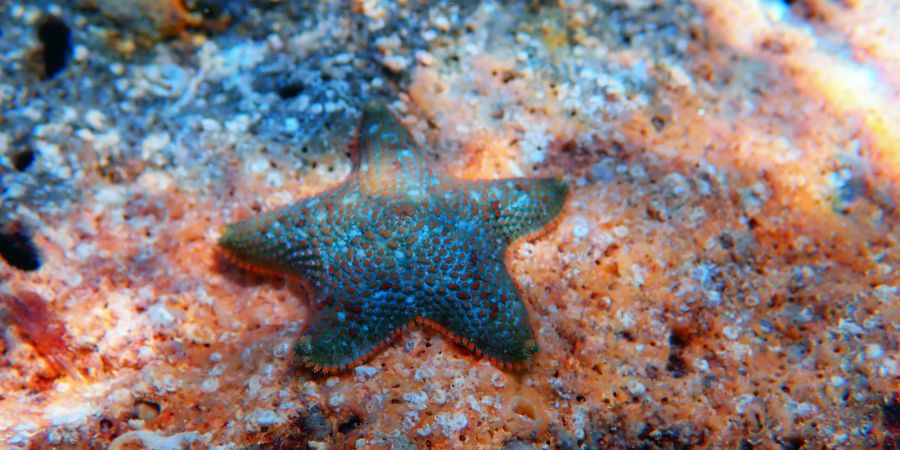 Seesterne machen sich gut in einem Salzwasseraquarium.