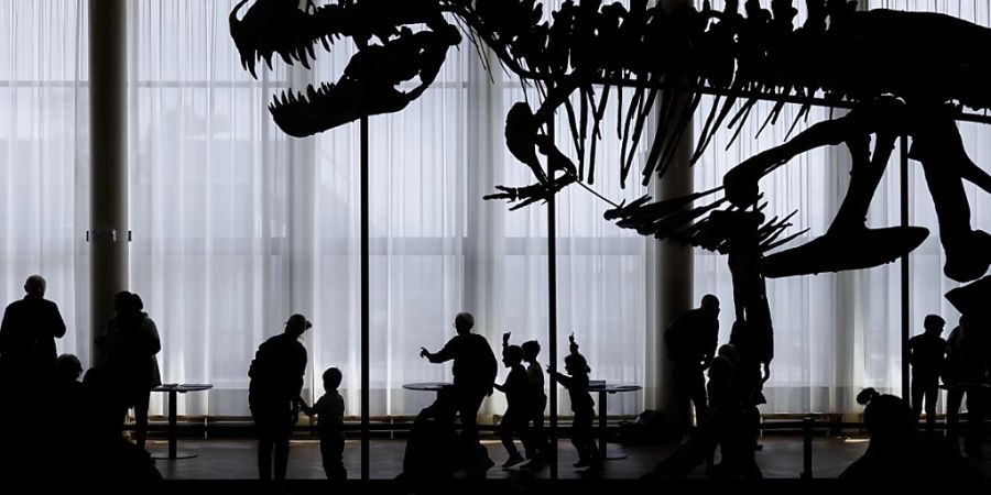Von der Zürcher Tonhalle ins Sauriermuseum Aathal: Das Dinosaurier-Skelett «Trinity» wird ab Ende Januar in Aathal ausgestellt. (Archivbild)