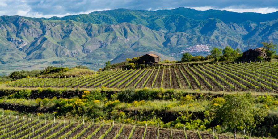 Weinreben vor grüner Bergkulisse in Sizilien.