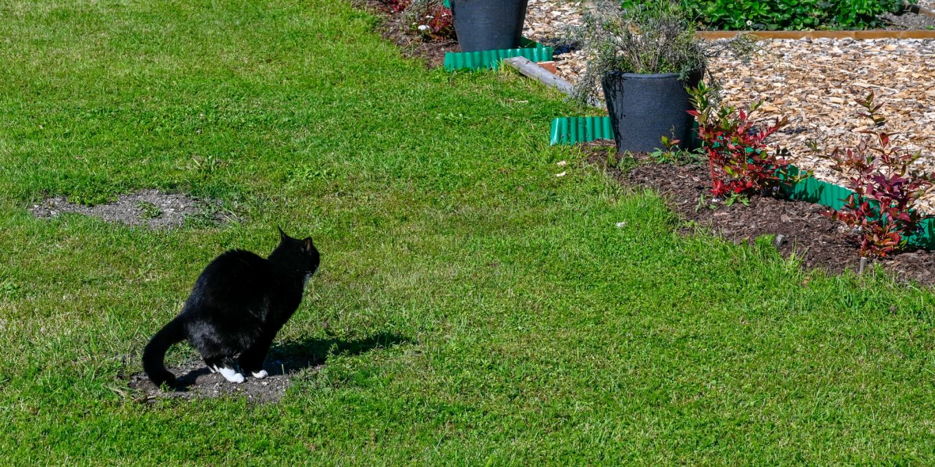 So schützen Sie Ihren Garten vor Katzenkot Nau Tiere