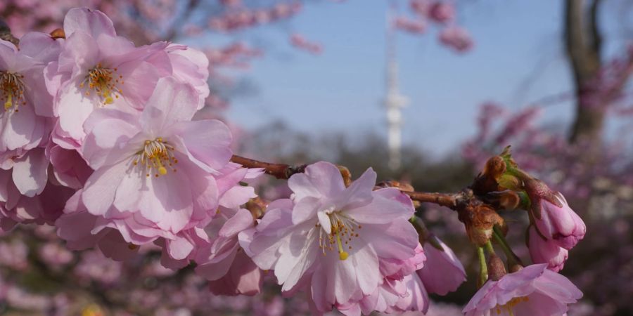 Japanische Zierkirschen im Sonnenschein.