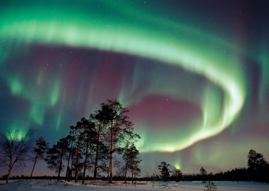 Nordlichter Himmel Nadelbäume Schnee