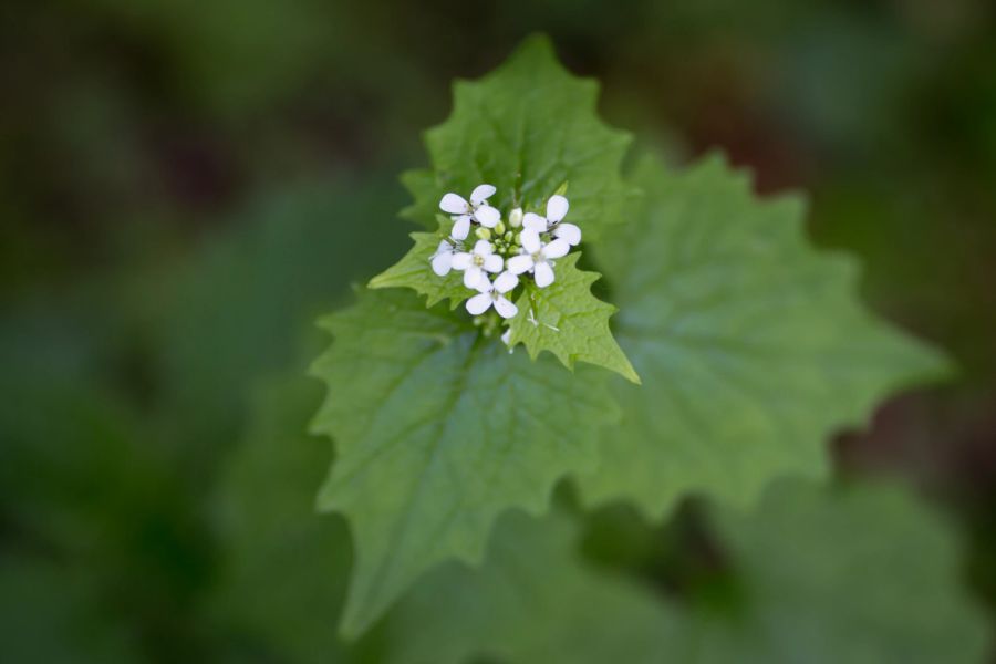 Blatt Blüte Knoblauchrauke grün weiss