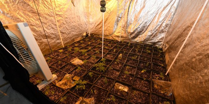 Herisau AR: Indoor Hanfplantage.