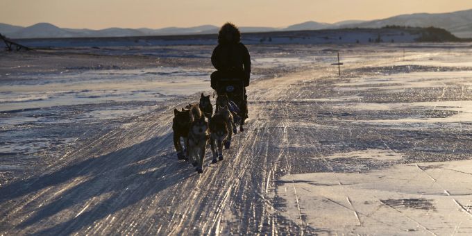 Ein Teilnehmer bei einem Hunderennen in Alaska. Hunde
