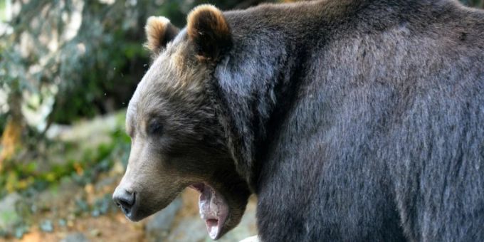 Ein Grizzlybär. Tod