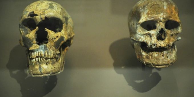 Die Schädel eines Homo Neandertalensis (links) und eines Homo Sapiens unterscheiden sich deutlich. Schädel