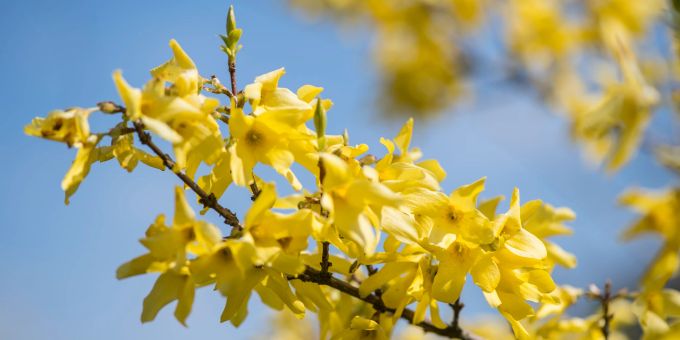 Die Forsythie ist im Frühling kaum zu übersehen. An ihren Zweigen entwickeln sich strahlend gelbe Blüten, während das Laub sich noch nicht entfaltet hat. Forsythie Blüten Himmel blau