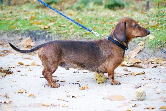Dackel gehören aufgrund ihres Jagdtriebs an die Leine. Ein Dackel