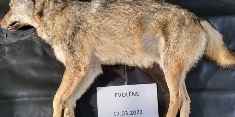 Der zweite Jungwolf wurde in der Region Evolène erlegt.