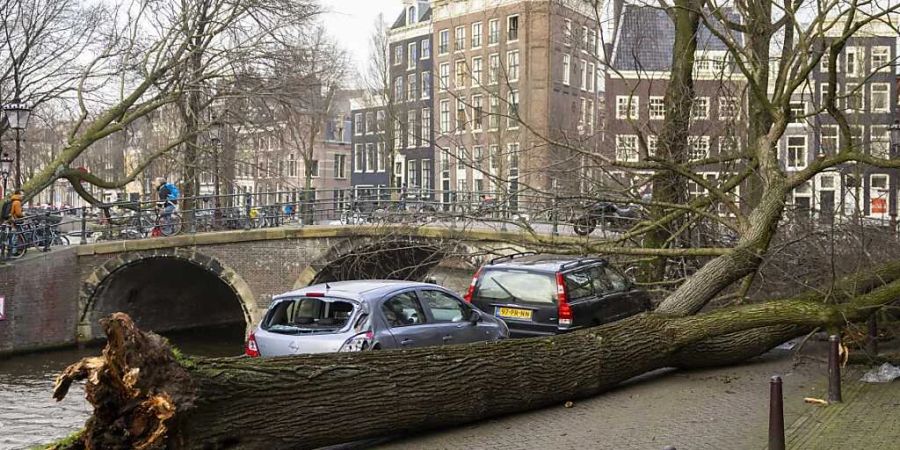 Ein Baum ist infolge des Sturms «Eunice» im Zentrum von Amsterdam umgestürzt. Foto: Ramon Van Flymen/ANP/dpa