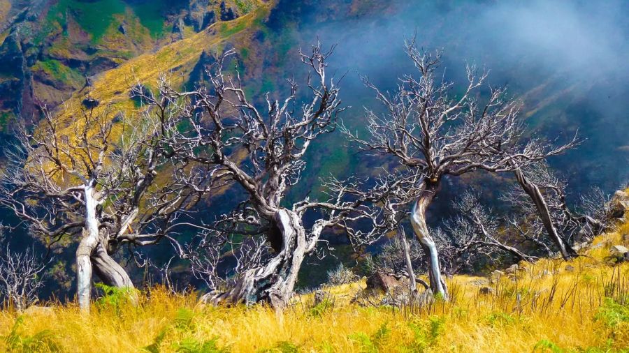 Madeira Landschaft