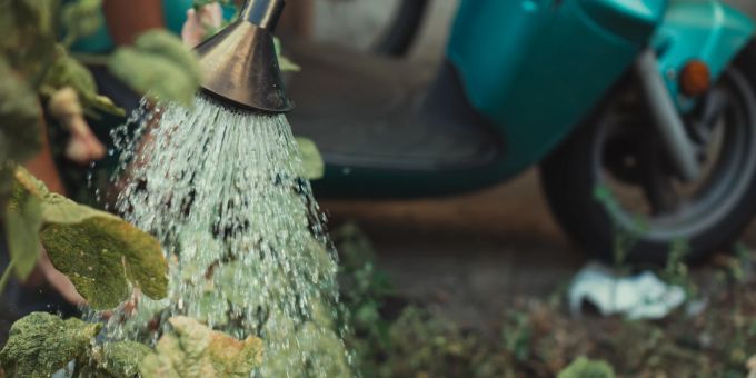 Bei der HItze haben Pflanzen Durst - richtiges Giessen ist gefragt. Giesskanne Pflanzen giessen