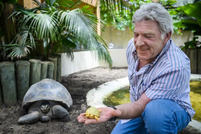 Philippe Morel hält den Baby-Albino der Galapagos-Riesenschildkröten auf der Hand. albino