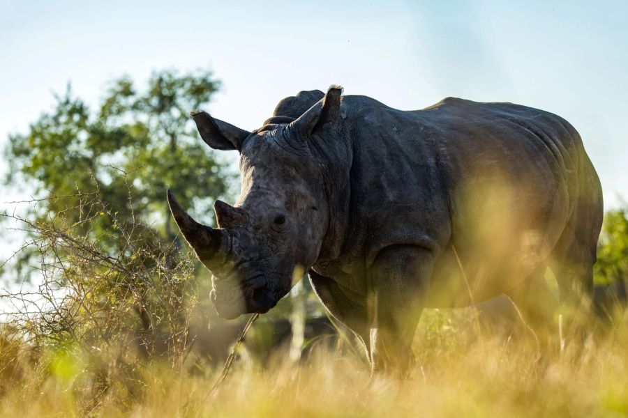 Breitmaulnashorn