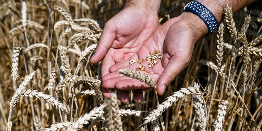 In der Ukraine ist Erntezeit von Weizenkörnern.