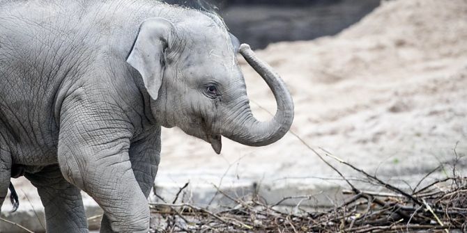 umesh zoo zürich