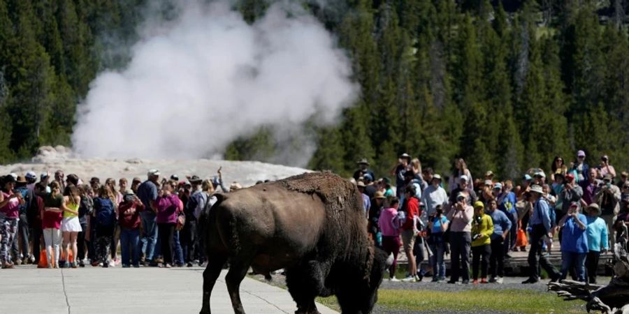 Bison im Yellowstone-Nationalpark