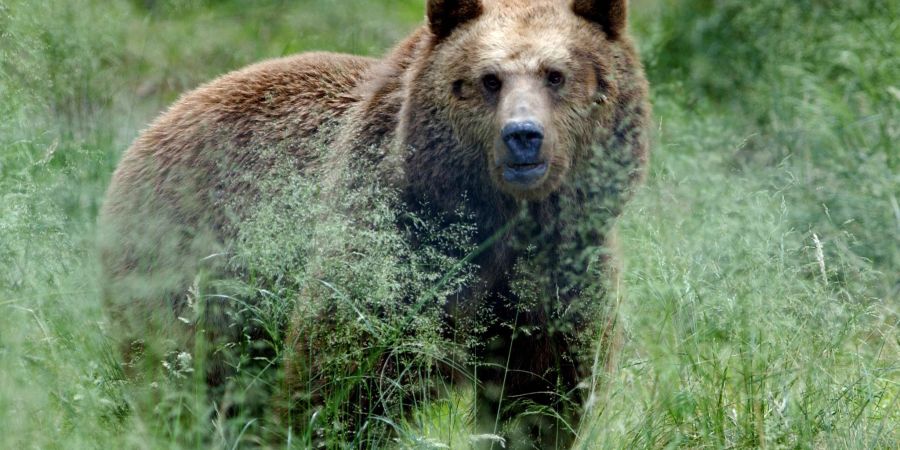 Ein Braunbär steht im hohen Gras. (Archivfoto)