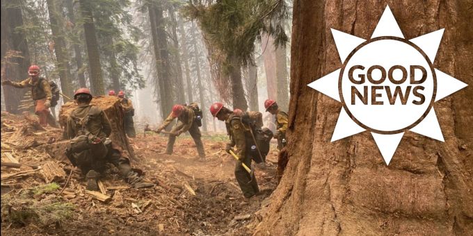 Good News - Berühmte Yosemite-Mammutbäume vor Waldbrand gerettet
