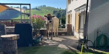 Herisau: Rindvieh ausgebüxt