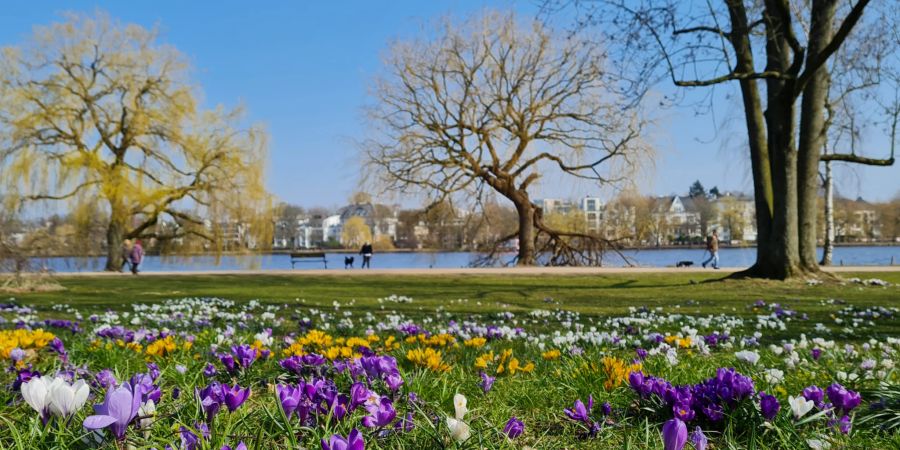 Blüten Fluss Bäume Frühling