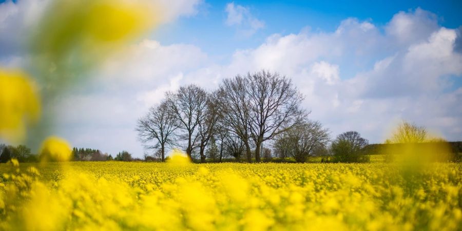 Der Raps blüht bei Sonnenschein auf einem Feld in Niedersachsen.