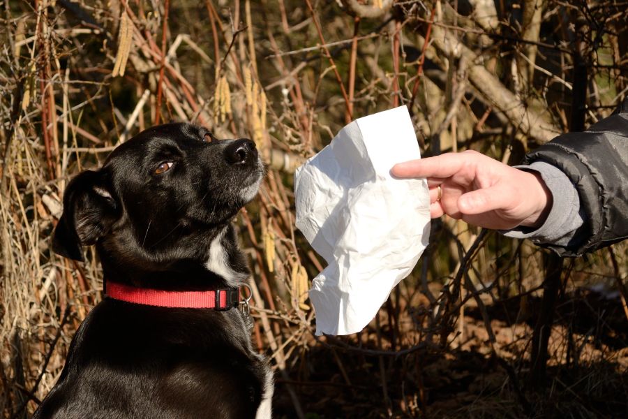 Hund mit Taschentuch