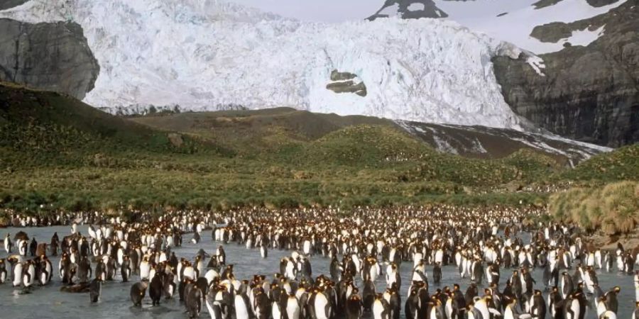 Eine Kolonie Königspinguine auf der britischen Insel Südgeorgien. Ein riesiger Eisberg bewegt sich rasant auf Südgeorgien zu und befindet sich auf einem Kollisionskurs mit der Insel im Südatlantik. Foto: Philips/dpa