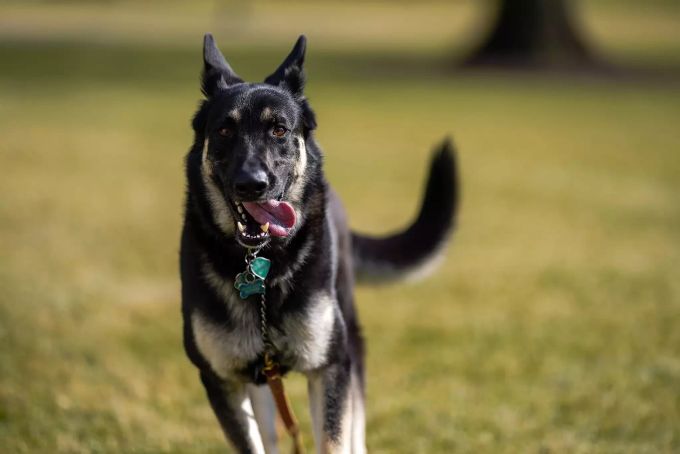 Der «First Dog» Major, der Hund von Joe Biden, auf einer Grünfläche vor dem Weissen Haus. Biden's presidential dogs