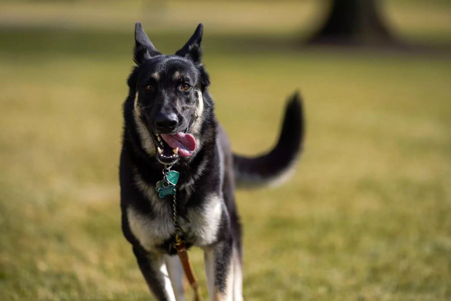 Biden's presidential dogs