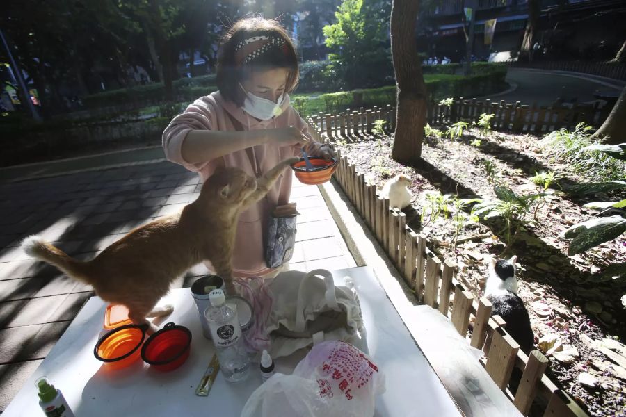 Kater ''Laoda (Boss)" wartet auf sein Essen, welches von Yuju Huangat vorbereitet wird.