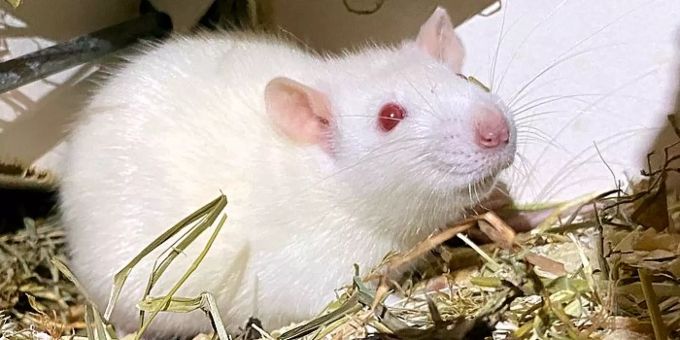 Die handzahmen Rattenmädchen werden nur zusammen abgegeben. Rattenmädchen