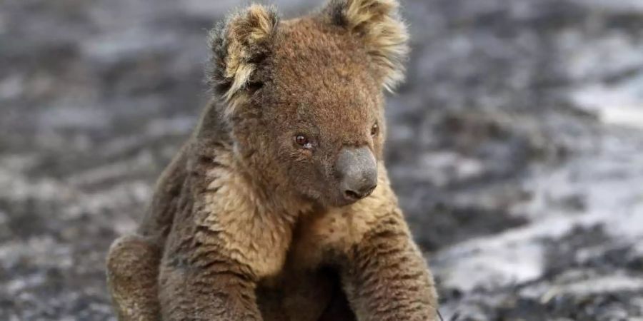 Koalas leiden wegen der Zerstörung ihres Lebensraumes, immer neuen Buschbränden und Hitzewellen unter ständigem Stress. Foto: David Mariuz/AAP/dpa