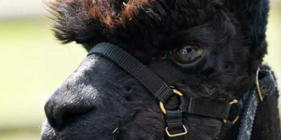 Das Alpaka mit dem Namen «Geronimo» steht auf der Shepherds Close Farm. Foto: Jacob King/PA Wire/dpa