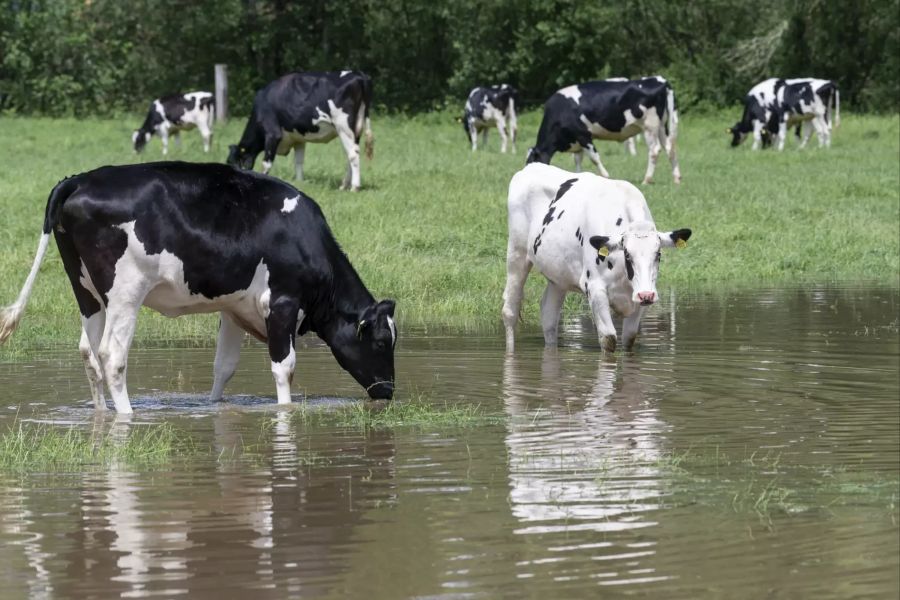 Kühe Unwetter