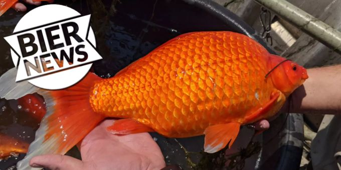 Stadt warnt! - US-Fischer ziehen in See Monster-Goldfische an Land!