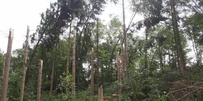 Sijentalwald 1
