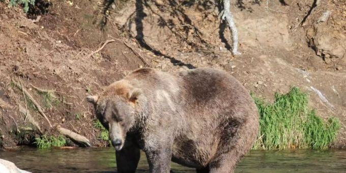Zu Beginn des Sommers war Otis noch ziemlich dünn. Dann aber hat er mächtig zugelegt. Foto: -/Katmai Nationalpark /dpa Zu Beginn des Sommers war Otis noch ziemlich dünn. Dann aber hat er mächtig zugelegt. Foto: -/Katmai Nationalpark /dpa