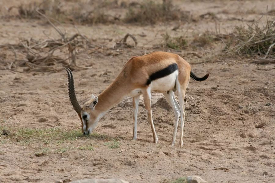 Eine Gazelle