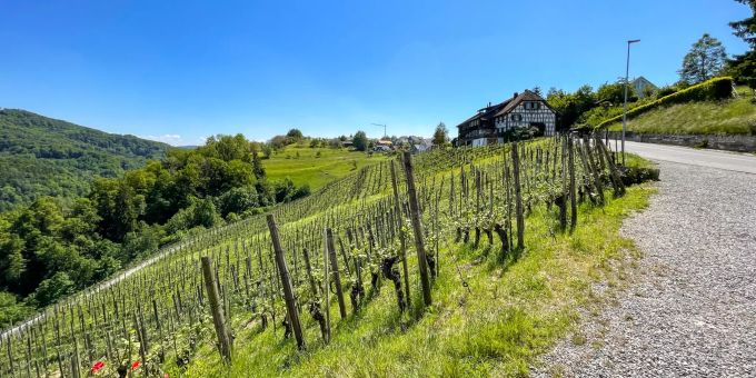 Landschaft bei Rüdlingen. Landschaft bei Rüdlingen.