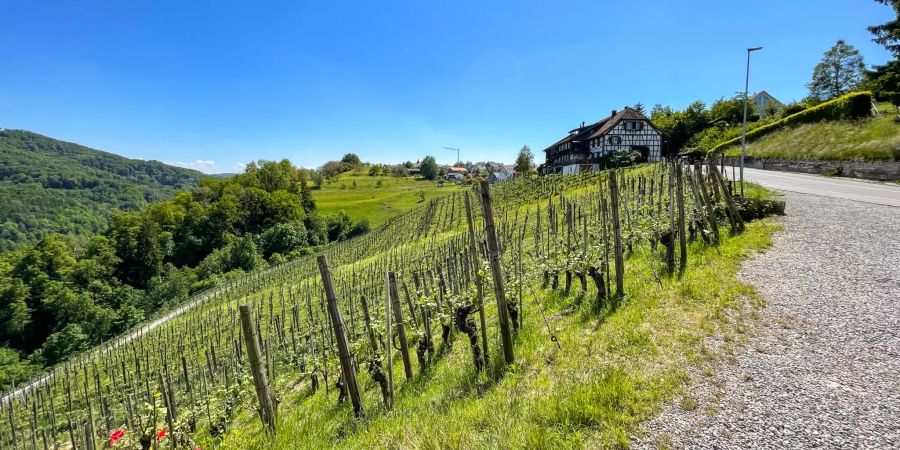 Landschaft bei Rüdlingen.