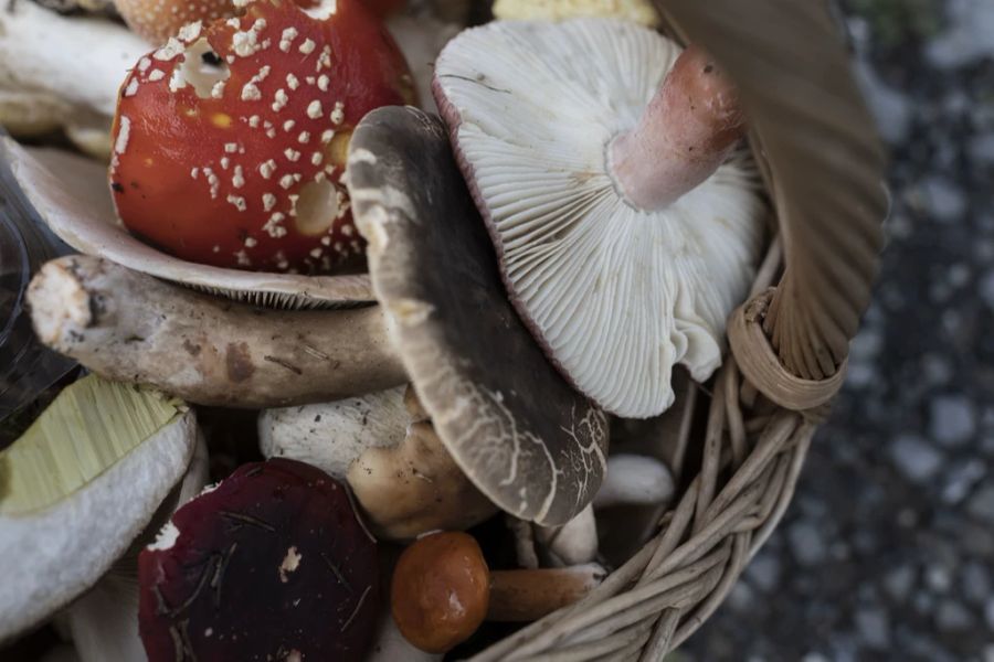 Dadurch ergeben sich auch mehr giftige Pilze, die aussortiert werden müssen.